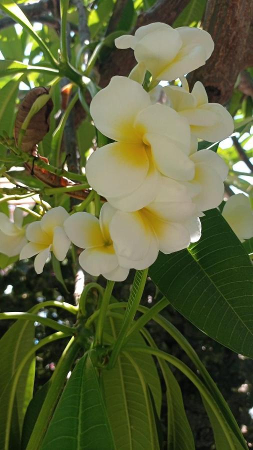 La Pomelia Di Gio Villa Mondello Eksteriør billede